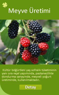 Kltr Brtleni Yetitirme Bilgileri