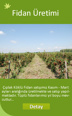 Brtlen Fidan Yetitirme Bilgileri