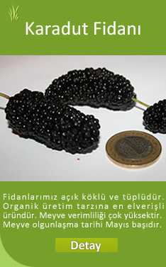 Karadut Fidan