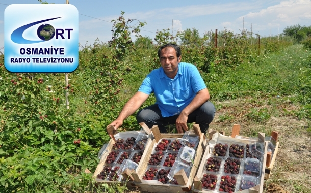  Kadirlide Erkenci Böğürtlen Hasadı 