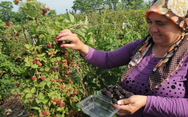  Osmaniyede Erkenci Böğürtlen Hasadı Başladı. 