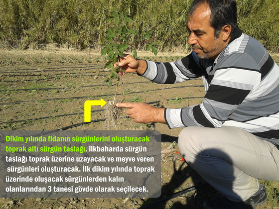 Brtlen Dikimi - Brtlen Kkndeki Toprak Alt Srgn Tasla