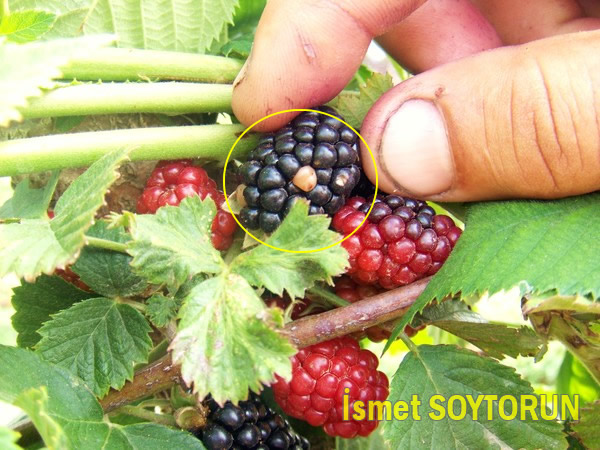 Böğürtlen Süne Zararı